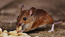 24 Hour & Emergency Exterminators in Monmouth, NJ